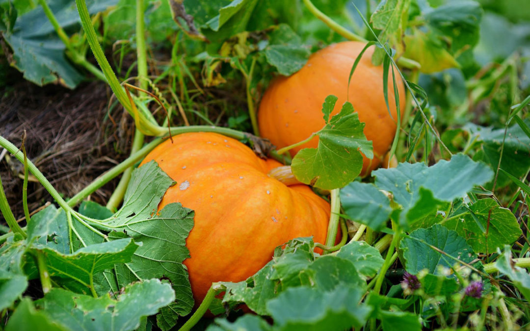 Pumpkin and Spice Gardening is Nice